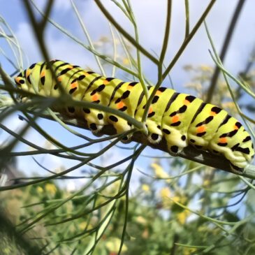 Das Schmetterlingsjahr 2023 im KGV Schwachhausen e.V.