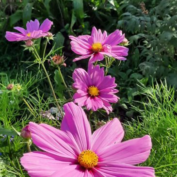 Willkommen auf der Webseite des KGV Schwachhausen