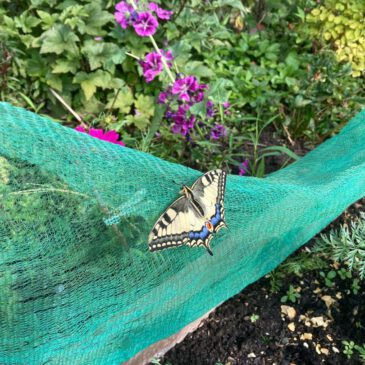 Das Schmetterlingsjahr 2024 im KGV Schwachhausen e.V.